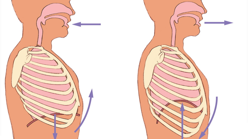 breathing-lungs-diaphragm-ribcage.png.850x477_q85_crop